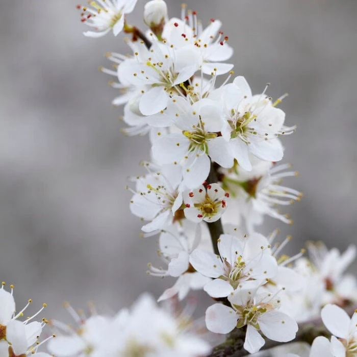 'Southampton Selection' Sloe Tree 5 'Southampton Selection' Sloe Tree - Image 3