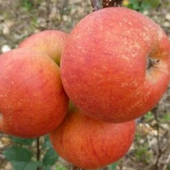 Best Apple Trees For Any Purpose | Growers' Choice 13 Best Apple Trees For Any Purpose | Growers' Choice -Roots FRU0464 2 d9e595f1 5a69 4549 b473 0d8d153e319d