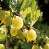 Hinnonmaki Yellow' Gooseberry Bush 1 Hinnonmaki Yellow' Gooseberry Bush -Roots FRU0474 1