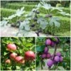 3 Super Easy To Grow Fruit Trees | Apple, Fig & Plum 2 3 Super Easy To Grow Fruit Trees | Apple, Fig & Plum -Roots FRUCOL10 1