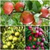The 3 Top Performing Fruit Trees To Grow In The UK | Apple, Pear & Plum 2 The 3 Top Performing Fruit Trees To Grow In The UK | Apple, Pear & Plum -Roots FRUCOL11 1