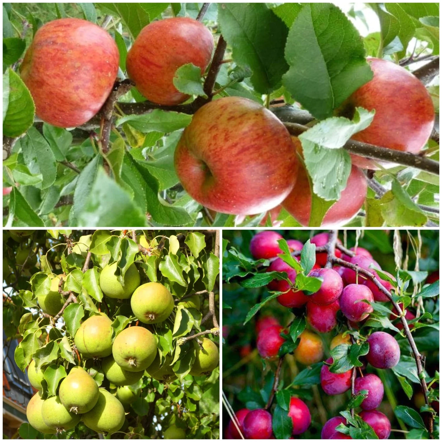 The 3 Top Performing Fruit Trees To Grow In The UK | Apple, Pear & Plum 3 The 3 Top Performing Fruit Trees To Grow In The UK | Apple, Pear & Plum