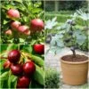 The 3 Best Fruit Trees For Small Gardens | Apple, Cherry & Fig 2 The 3 Best Fruit Trees For Small Gardens | Apple, Cherry & Fig -Roots FRUCOL12newmain