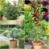 The 3 Best Fruits To Grow In Pots | Nectarine, Fig & Blueberry 1 The 3 Best Fruits To Grow In Pots | Nectarine, Fig & Blueberry -Roots FRUCOL13 newmain1