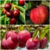 Mini Orchard Collection | Apple, Cherry & Plum 2 Mini Orchard Collection | Apple, Cherry & Plum -Roots FRUCOL2 1