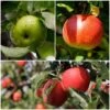 Cross-Pollinating Apple Collection | Bramley, Gala & Discovery 1 Cross-Pollinating Apple Collection | Bramley, Gala & Discovery -Roots FRUCOL5 1