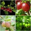 Complete Gooseberry Collection | Red, White & Green 2 Complete Gooseberry Collection | Red, White & Green -Roots FRUCOL6 1
