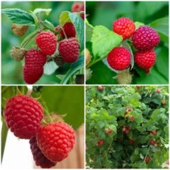 Award Winning Raspberry Canes | Growers' Choice
