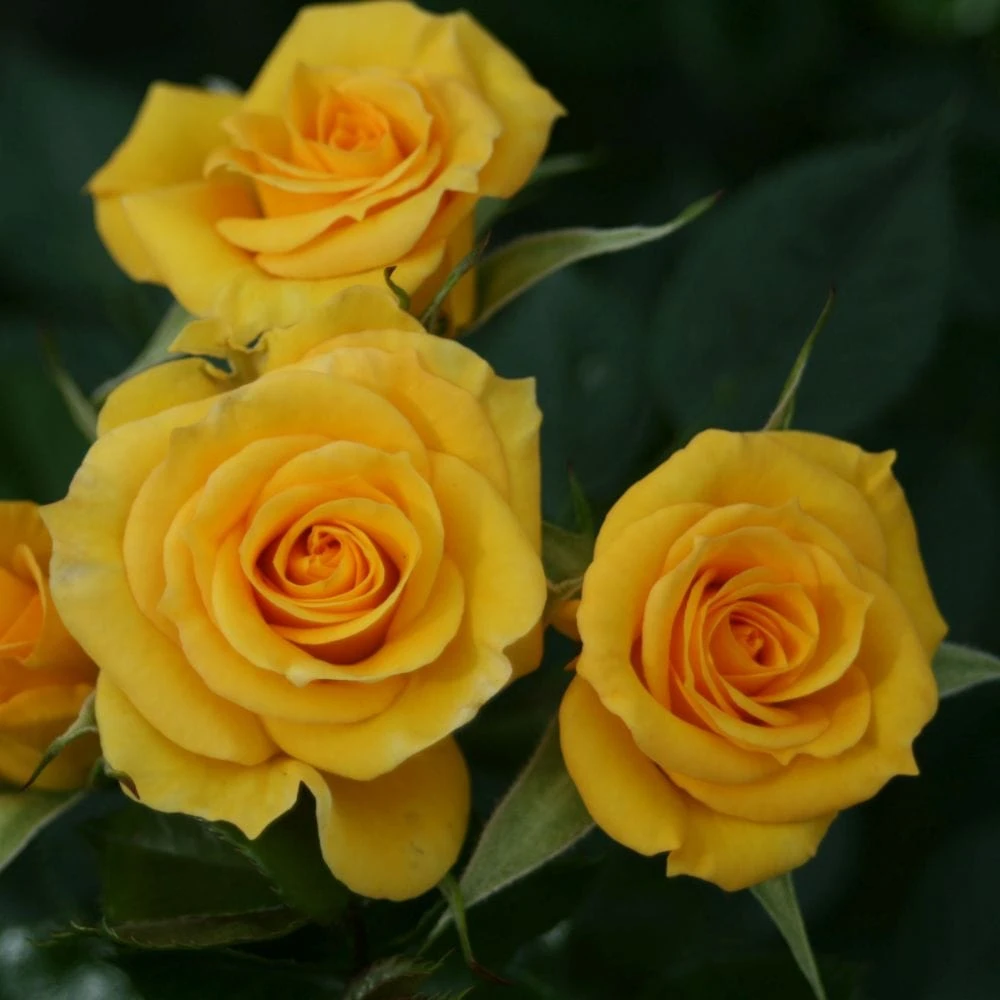 'Flower Power Gold' Patio Shrub Rose 3 'Flower Power Gold' Patio Shrub Rose