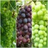 Full Season Grape Vines Collection 2 Full Season Grape Vines Collection -Roots FullSeasonGrapes ba003ba1 628c 46a1 8168 b6e690c30510