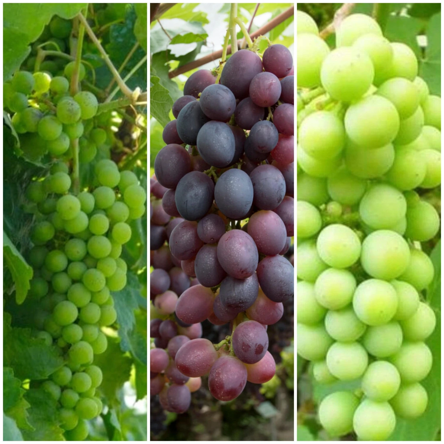 Full Season Grape Vines Collection 3 Full Season Grape Vines Collection