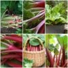 Full Season Rhubarb Collection 1 Full Season Rhubarb Collection -Roots FullSeasonRhubarb e9b1ded6 987b 48b1 a38e f4cd44653105