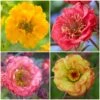 Geums Are Forever Collection 1 Geums Are Forever Collection -Roots Geum collage a82ec2d7 b9d4 4495 ad64 2b52433ec195