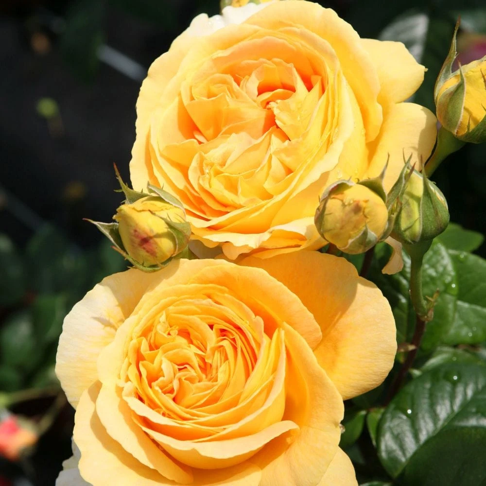 'Global Beauty (Candlelight)' Hybrid Tea Rose 3 'Global Beauty (Candlelight)' Hybrid Tea Rose