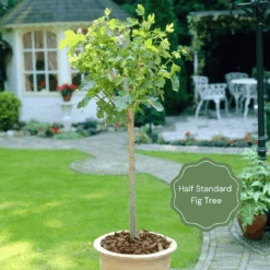 New Release -Roots HalfStandardFigTree