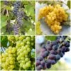 Heritage Grape Vines Collection -Roots HeritageGrapes 7ffefc5a 885c 436b 838a 8f64b698ad3a