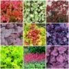 The All Year Round Heuchera Collection 2 The All Year Round Heuchera Collection -Roots Heuchera collage 985115b0 6ec9 401b 845f 453a327300c9