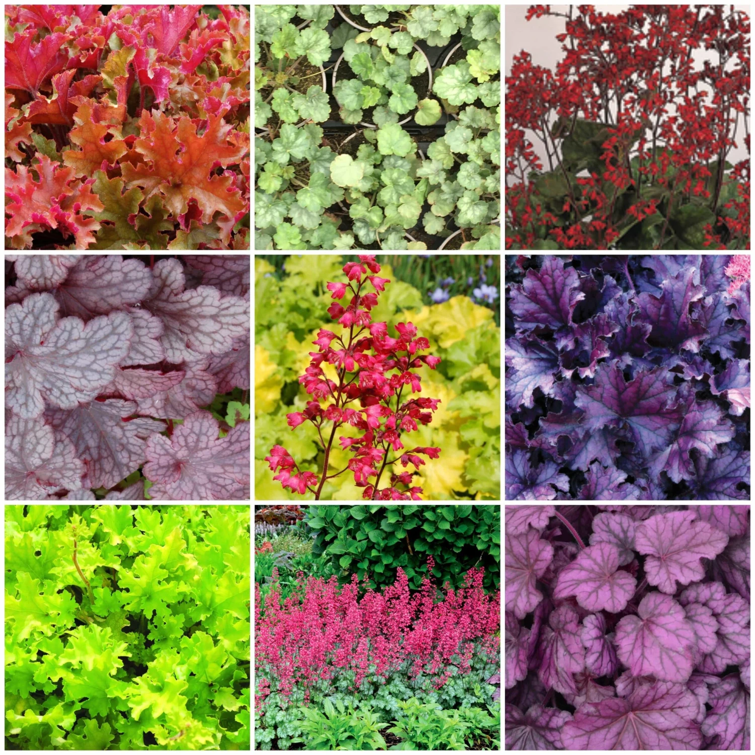 The All Year Round Heuchera Collection 3 The All Year Round Heuchera Collection