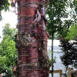 Single Stem Tibetan Cherry Tree | Prunus Serrula 10 Single Stem Tibetan Cherry Tree | Prunus Serrula -Roots IMG 2542 1