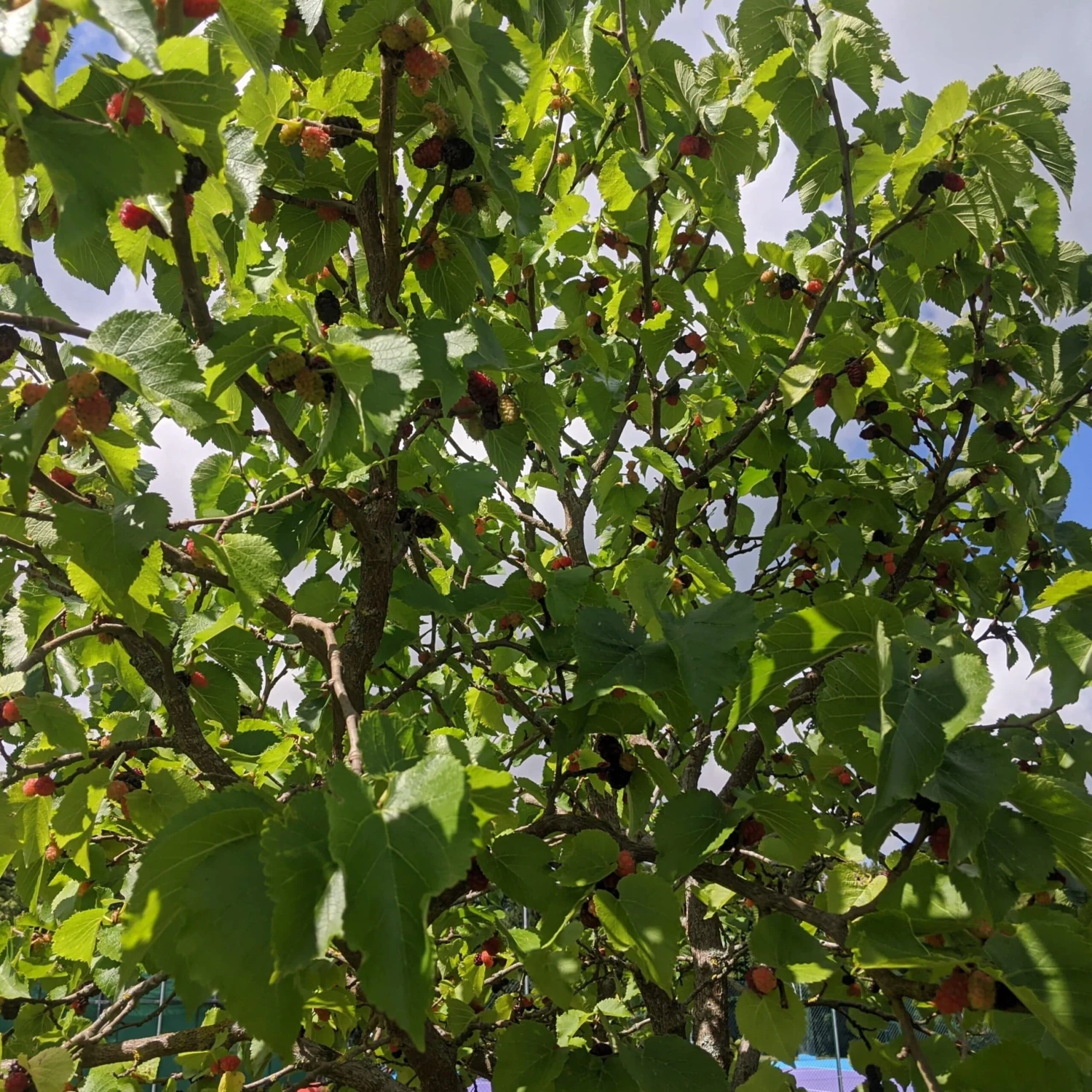 Repsime Mulberry Tree 5 Repsime Mulberry Tree - Image 3