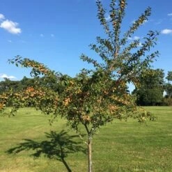 Mirabelle De Nancy Plum Tree 18 Mirabelle De Nancy Plum Tree -Roots IMG 4716