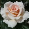 'Isn't She Lovely' Hybrid Tea Rose 1 'Isn't She Lovely' Hybrid Tea Rose -Roots ISN T SHE LOVELY 2 Diciluvit 6b1576e0 7cd2 424d b985 1a70f687b950