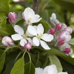 James Grieve Apple Tree | Dwarf Rootstock 11 James Grieve Apple Tree | Dwarf Rootstock -Roots JamesGrieveappleblossom