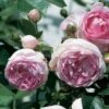 'Jasmina' Climbing Rose 2 'Jasmina' Climbing Rose -Roots Jasmina02 a9e9a60c d1ae 4f46 8556 8e621a1da5d1