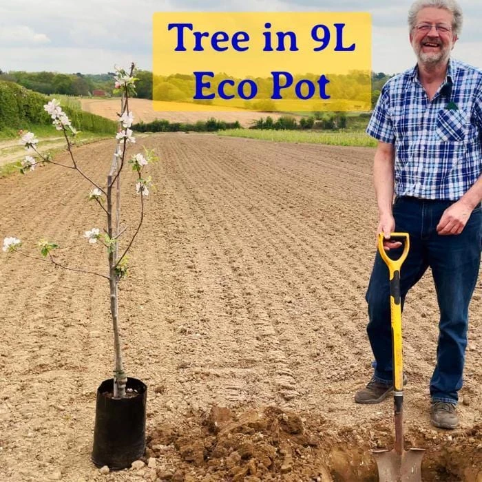 Kumquat Tree | Grafted Mini-Stem 5 Kumquat Tree | Grafted Mini-Stem - Image 3