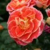 'Airbrush' Floribunda Rose 2 'Airbrush' Floribunda Rose -Roots KORgetcali Airbrush 898818cd a684 451b abe5 5c4e86dff508