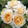 'Champagne Moment' Floribunda Rose 1 'Champagne Moment' Floribunda Rose -Roots KORvanaber Champagne Moment 50f9e857 6b7c 4b1d 8f50 2ac0b2380701