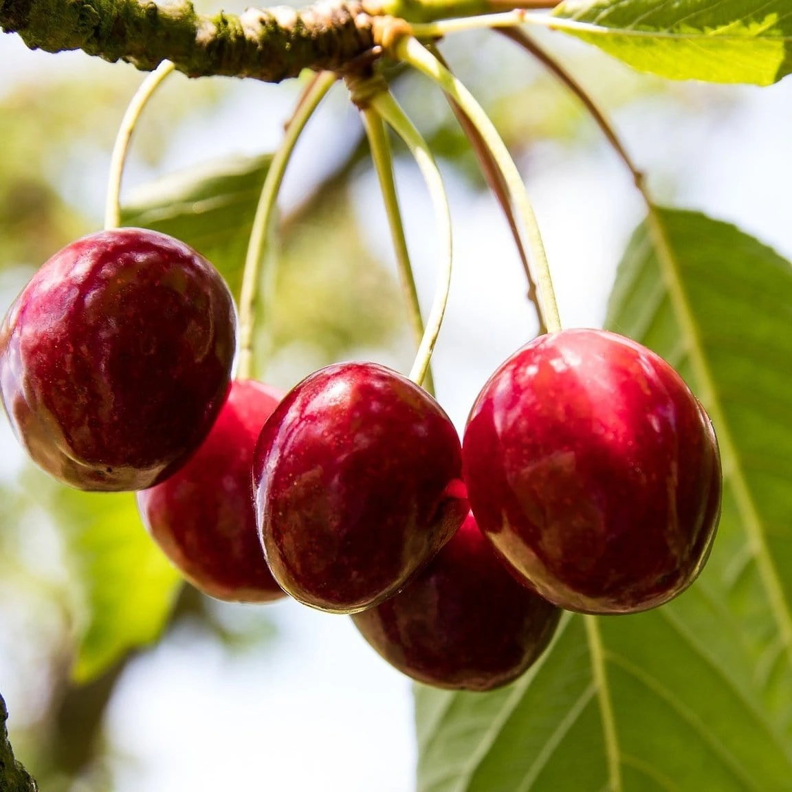 'Karina' Cherry Tree 3 'Karina' Cherry Tree