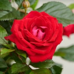 'Parade Karla' Patio Shrub Rose