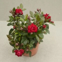 'Parade Karla' Patio Shrub Rose 9 'Parade Karla' Patio Shrub Rose -Roots Karla Parade Poulpar129 N 2