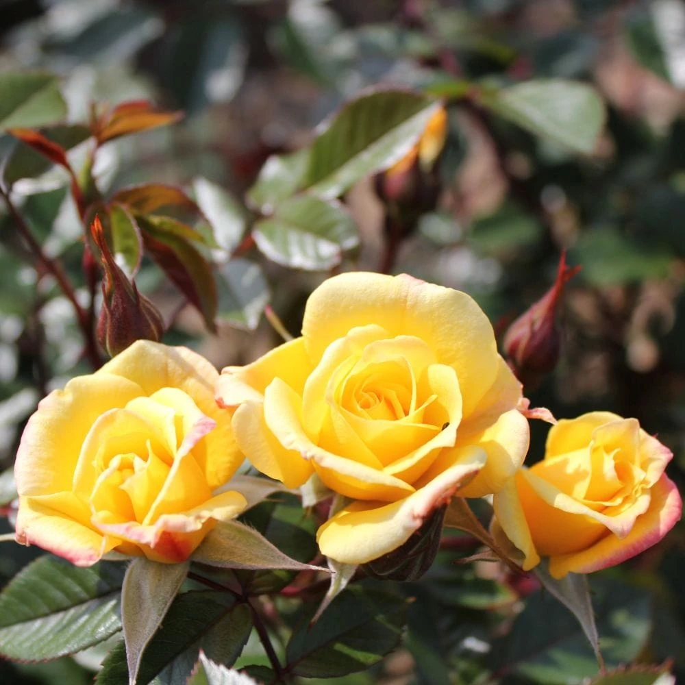 'Laura Ford' Patio Climbing Rose 2 'Laura Ford' Patio Climbing Rose