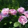 'Lavender Ice' Patio Shrub Rose -Roots Lavender Ice 4 1