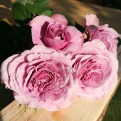 'Lavender Ice' Patio Shrub Rose 7 'Lavender Ice' Patio Shrub Rose -Roots Lavender Ice 6 1