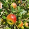 'Lord Lambourne' Apple Tree 2 'Lord Lambourne' Apple Tree -Roots LordLambourne 1