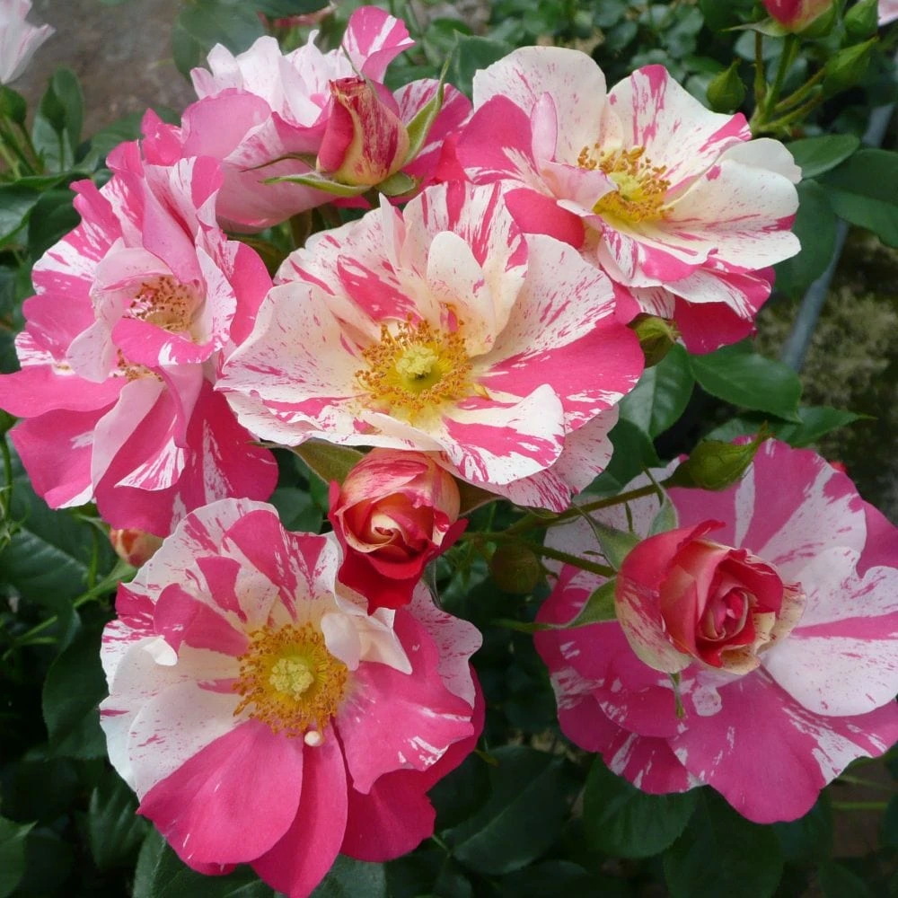 'Mind Games' Floribunda Rose 3 'Mind Games' Floribunda Rose