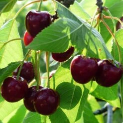'Merchant' Cherry Tree