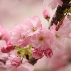 New Release 5 Kurilensis Ruby' Cherry Blossom Tree | Prunus Nipponica