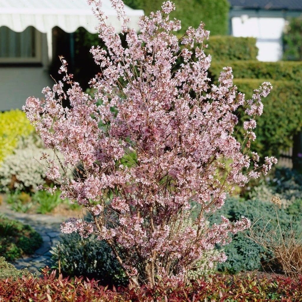 Kurilensis Ruby' Cherry Blossom Tree | Prunus Nipponica 4 Kurilensis Ruby' Cherry Blossom Tree | Prunus Nipponica - Image 2