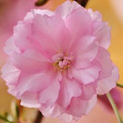 Kurilensis Ruby' Cherry Blossom Tree | Prunus Nipponica 8 Kurilensis Ruby' Cherry Blossom Tree | Prunus Nipponica -Roots Nipponica 3