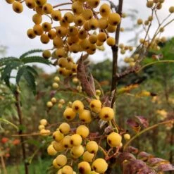Joseph Rock Rowan Tree | Sorbus 13 Joseph Rock Rowan Tree | Sorbus -Roots ORN0003 1