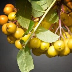 Joseph Rock Rowan Tree | Sorbus 11 Joseph Rock Rowan Tree | Sorbus -Roots ORN0003 4