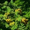 Joseph Rock Rowan Tree | Sorbus