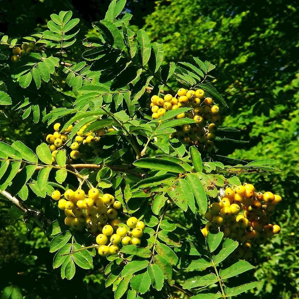 Joseph Rock Rowan Tree | Sorbus 3 Joseph Rock Rowan Tree | Sorbus