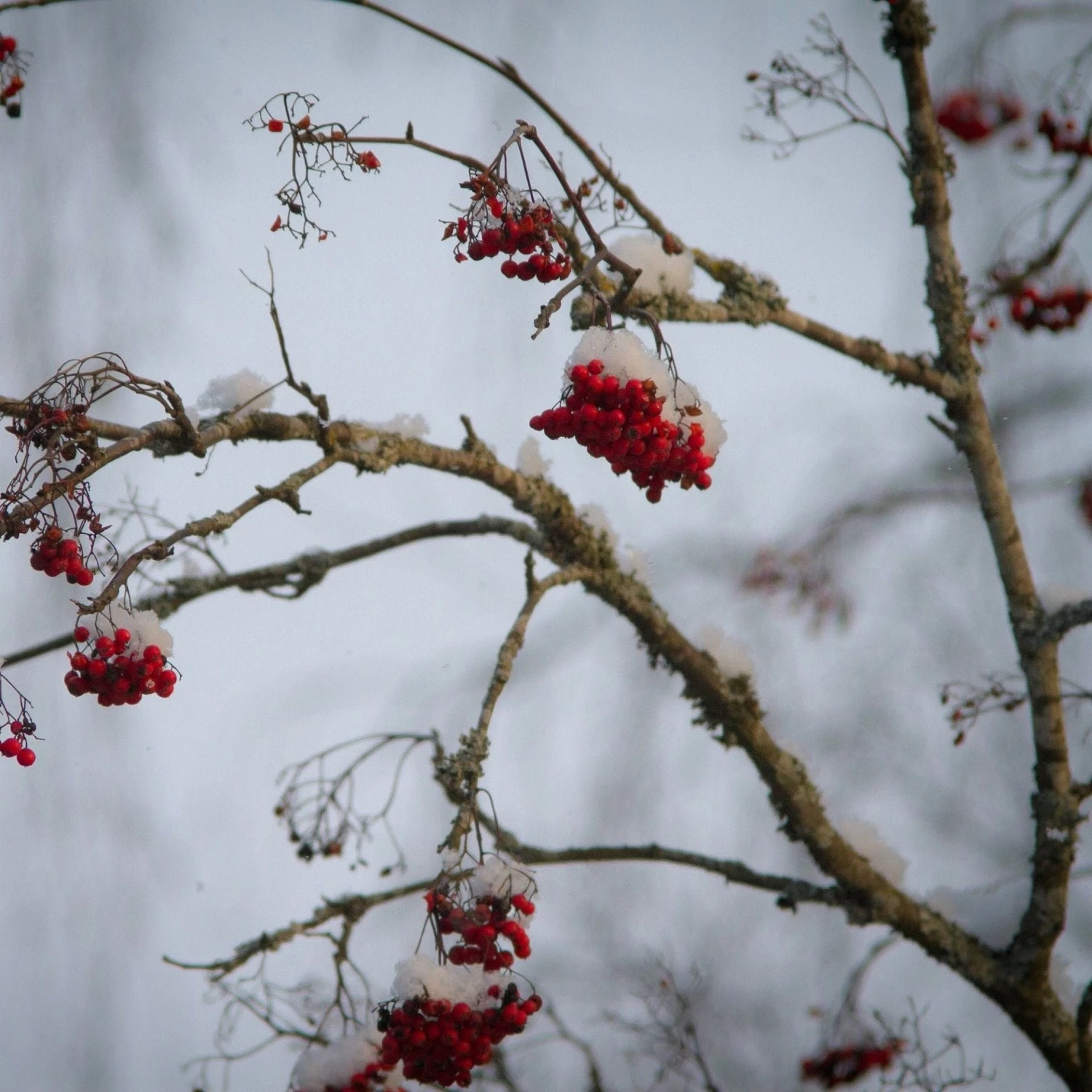 Mountain Ash Rowan Tree | Sorbus Aucuparia 8 Mountain Ash Rowan Tree | Sorbus Aucuparia - Image 6