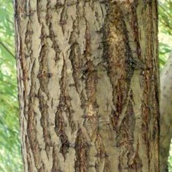 Golden Weeping Willow Tree | Salix Chrysocoma 13 Golden Weeping Willow Tree | Salix Chrysocoma -Roots ORN0015 5