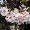 Pink Winter Flowering Cherry Tree | Prunus X Subhirtella 'Autumnalis Rosea' 1 Pink Winter Flowering Cherry Tree | Prunus X Subhirtella 'Autumnalis Rosea' -Roots ORN0030 1
